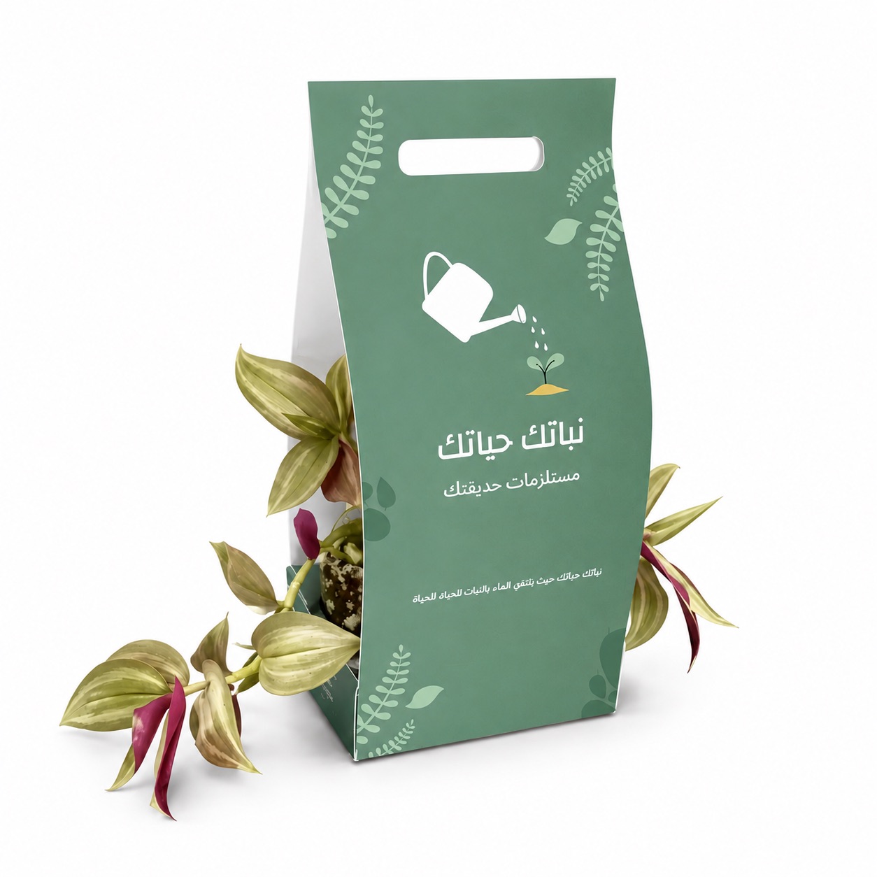نبتة زبرينا المكحلة مع حوض زجاجي مع هولدر