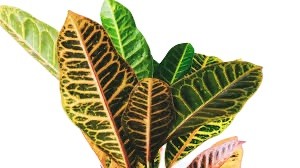 كريتون - CODIAEUM VARIEGAT - مركن 9