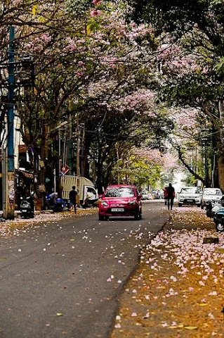 Commercial Space for Rent in aces layout