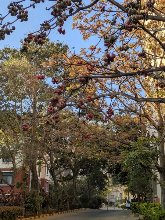 Single Occupancy in 3 BHK Flat for Rent in Next to Roxie