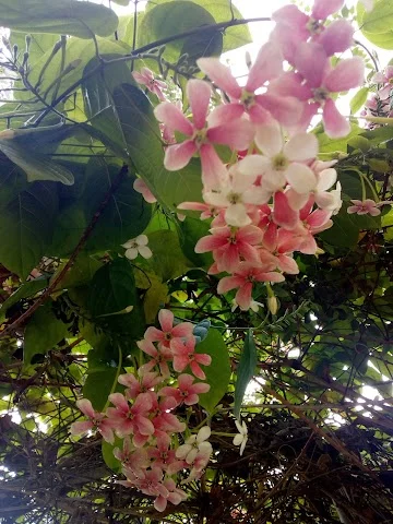 1 BHK Flat for Rent in brahman soc.naupada