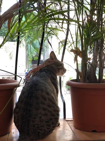 1 BHK Flat for Sale in Viman Nagar