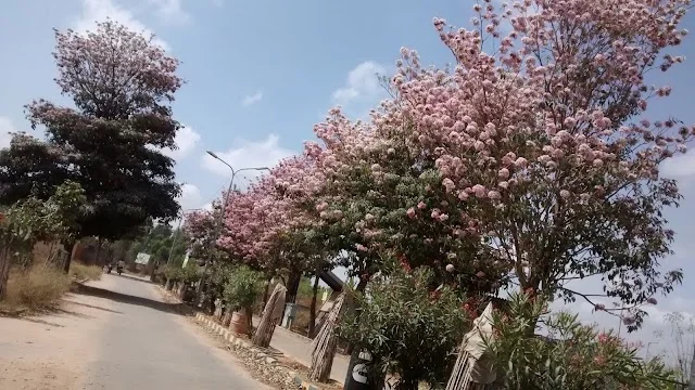 Residential Plot for Sale near begur Subhash Nagar