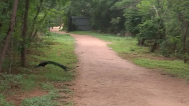 1 BHK Flat for Rent in Sri Ram Nagar