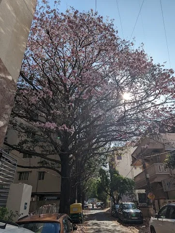 3 BHK Flat for Rent Near HSR Layout