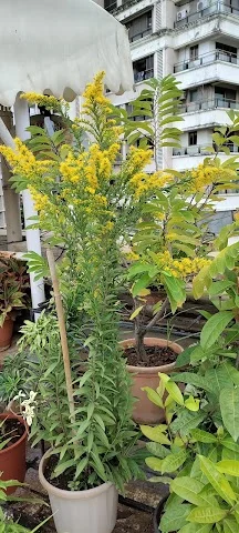 3 BHK Flat for Rent in Juhu