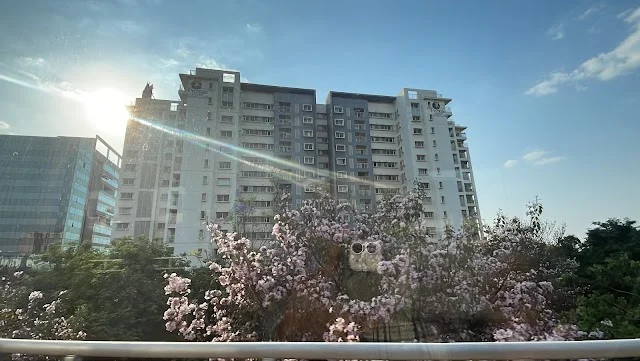 3 BHK Flat for Sale in Whitefield