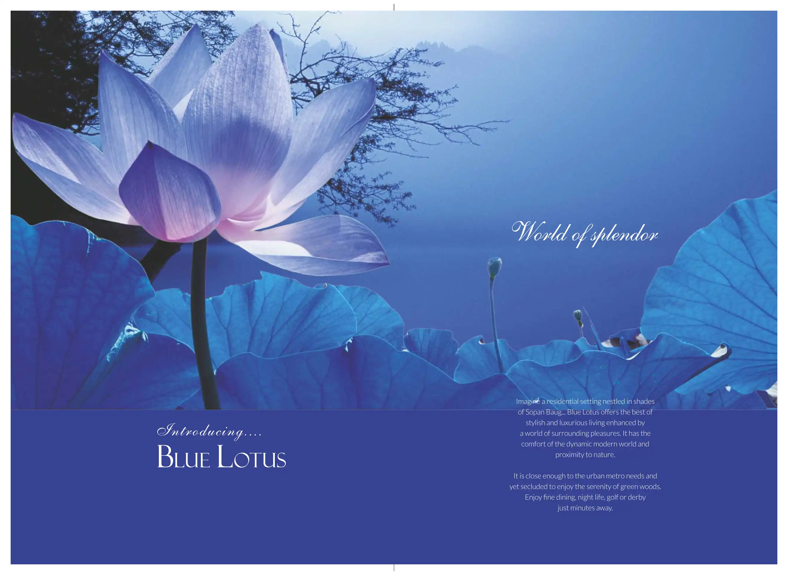 Blue Lotus