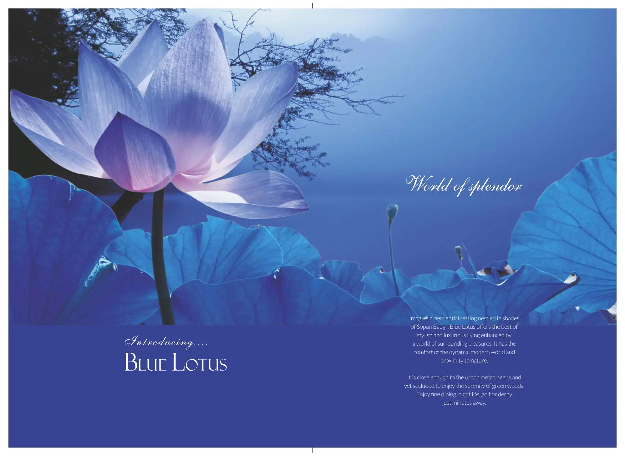 Koolhomes Blue Lotus