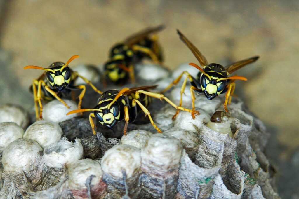 insect-4345909_1280.jpg