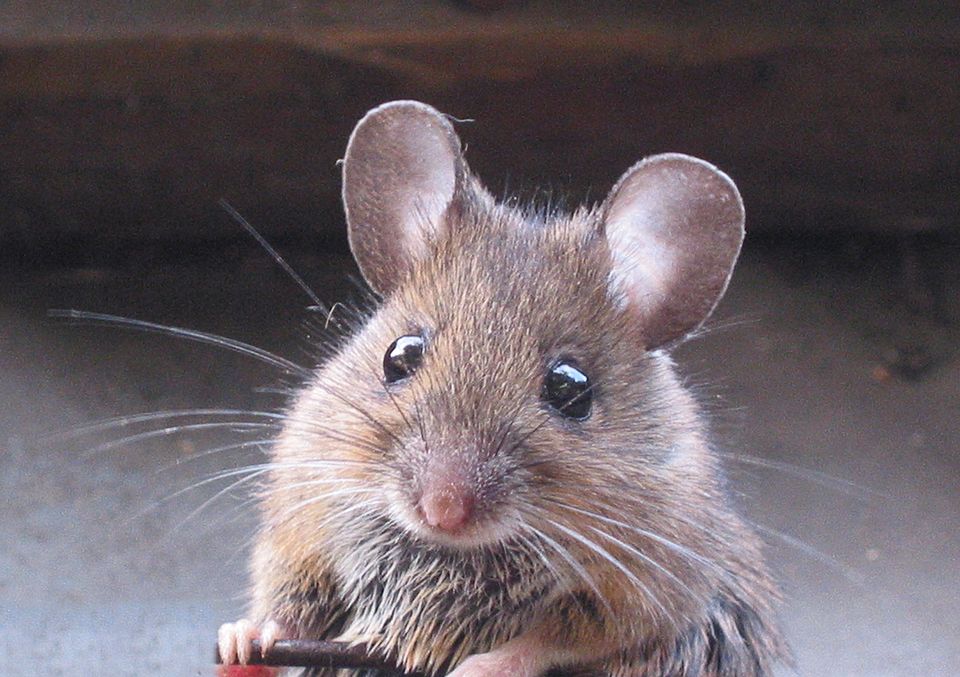 Apodemus_sylvaticus_bosmuis.jpg