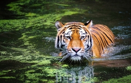 Sundarbans