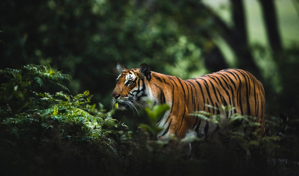 Hotels in Wildlife