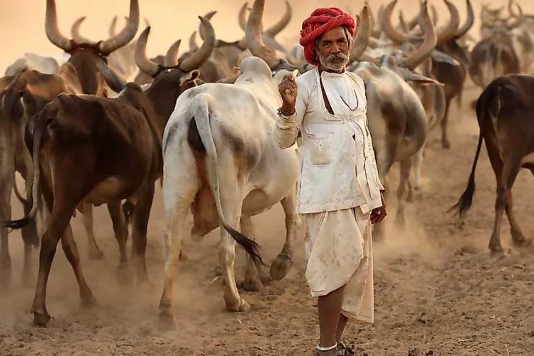 Portrait Of The Rabari Tribe Of Kutch | Tribes Of India