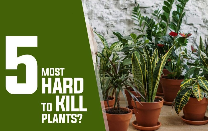 5 hard to kill plants for beginners 