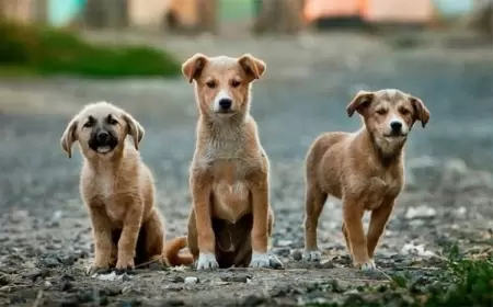 18 Life Lessons You Can Learn From Street Dogs