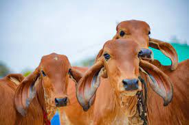GAU SEVA (गौ सेवा ) PROJECT 3