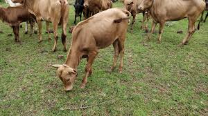 GAU SEVA (गौ सेवा ) PROJECT 2