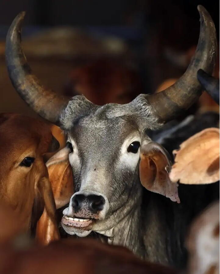 GAU SEVA (गौ सेवा ) PROJECT 3