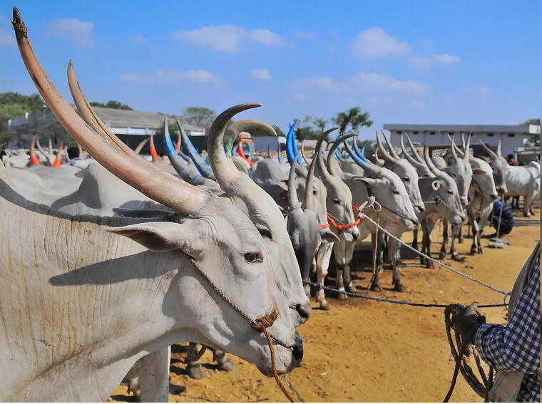 GAU SEVA (गौ सेवा ) PROJECT 6