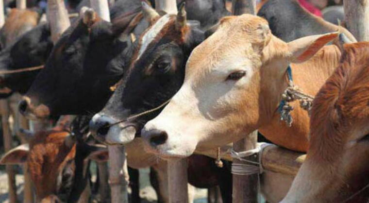 GAU SEVA (गौ सेवा ) PROJECT 4
