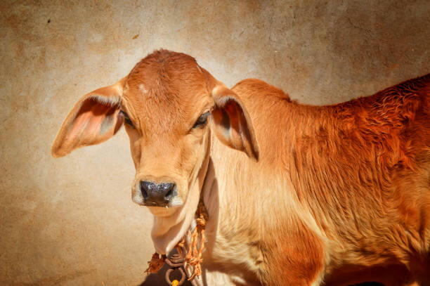 GAU SEVA (गौ सेवा ) PROJECT 4