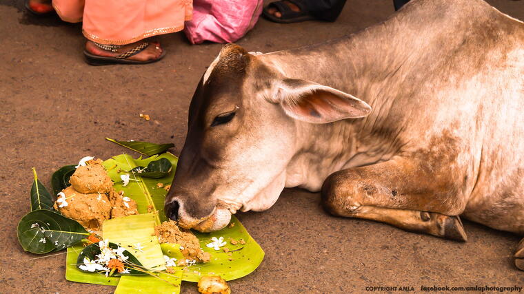 GAU SEVA (गौ सेवा ) PROJECT 5