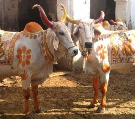 GAU SEVA (गौ सेवा ) PROJECT 5
