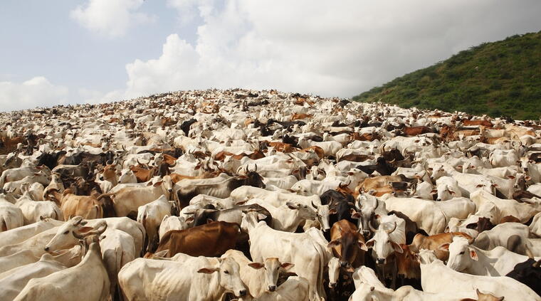 GAU SEVA (गौ सेवा ) PROJECT 8