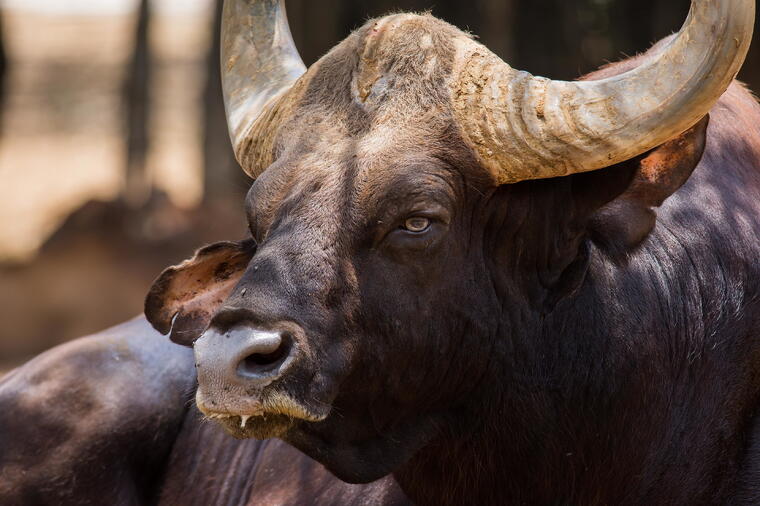 GAU SEVA (गौ सेवा ) PROJECT 2