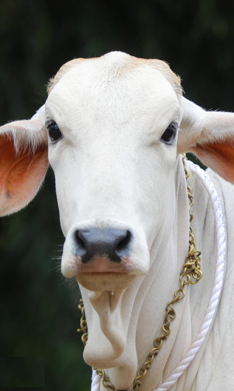 GAU SEVA (गौ सेवा ) PROJECT 7