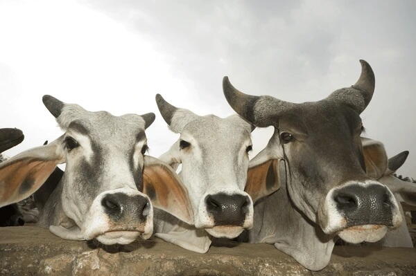 GAU SEVA (गौ सेवा ) PROJECT 7