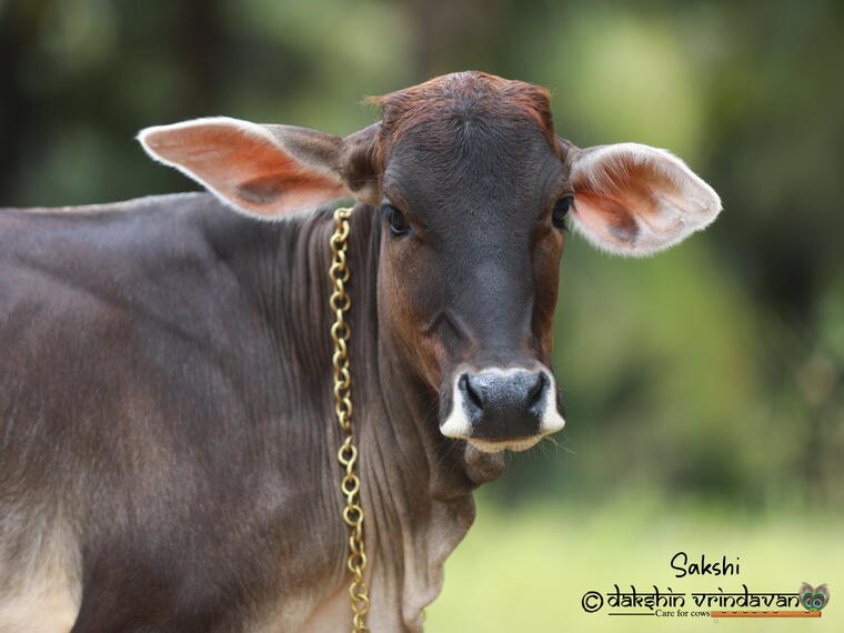 GAU SEVA (गौ सेवा ) PROJECT 7