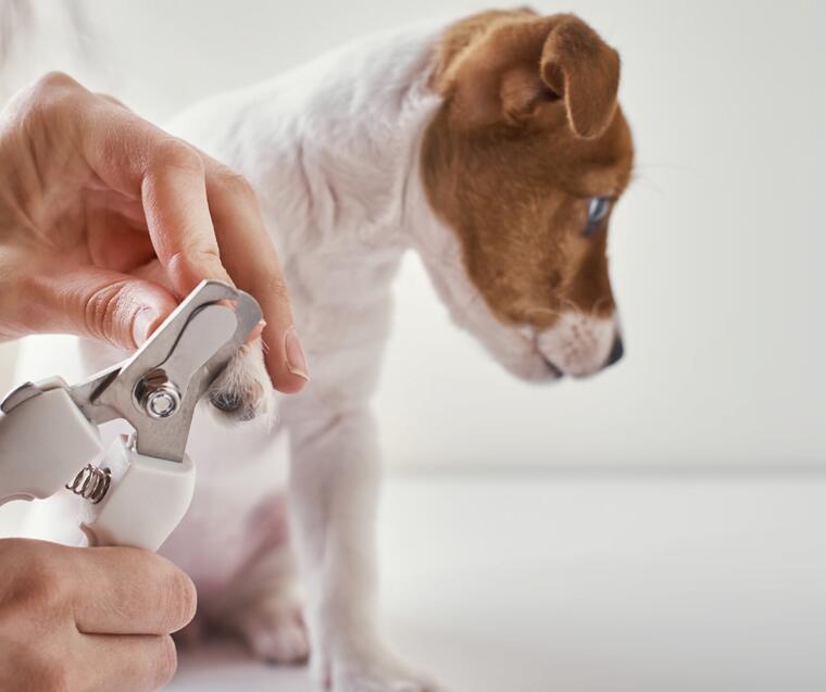 With Onpets pet grooming at home, you can easily take care of your pets