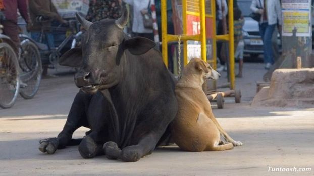 VED SEVA (वेद पुनरुत्थान सेवा) PROJECT 89