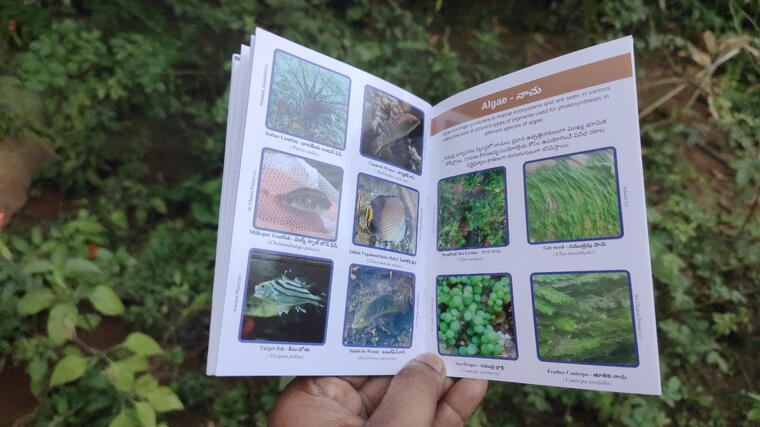 Shore Life of Andhra Pradesh