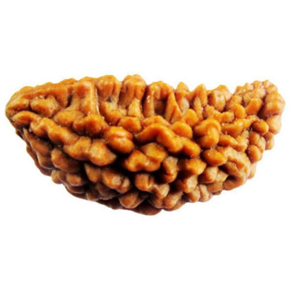 1 Mukhi Rudraksha Orginal Indian