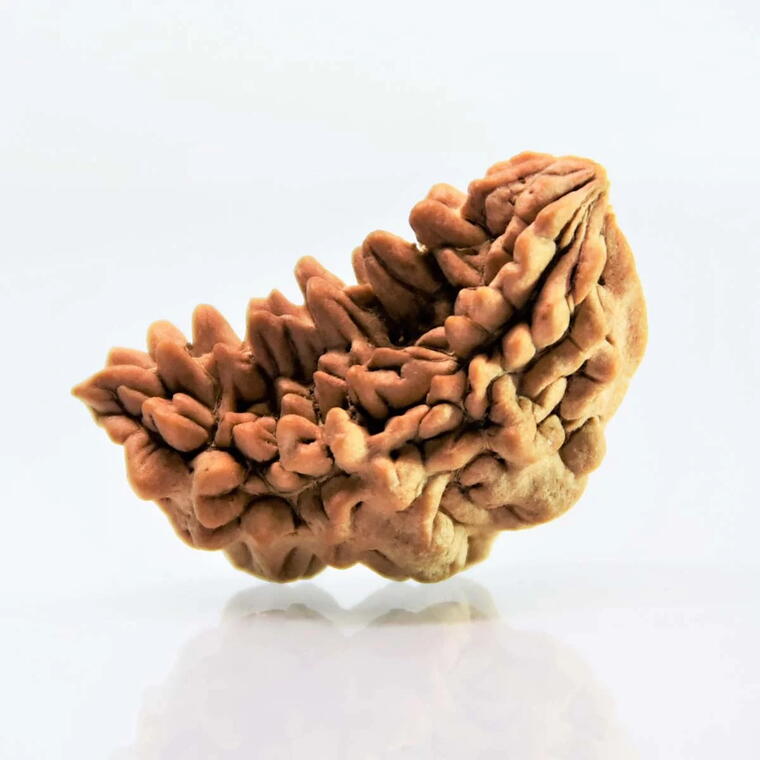 1 Mukhi Rudraksha Orginal Indian