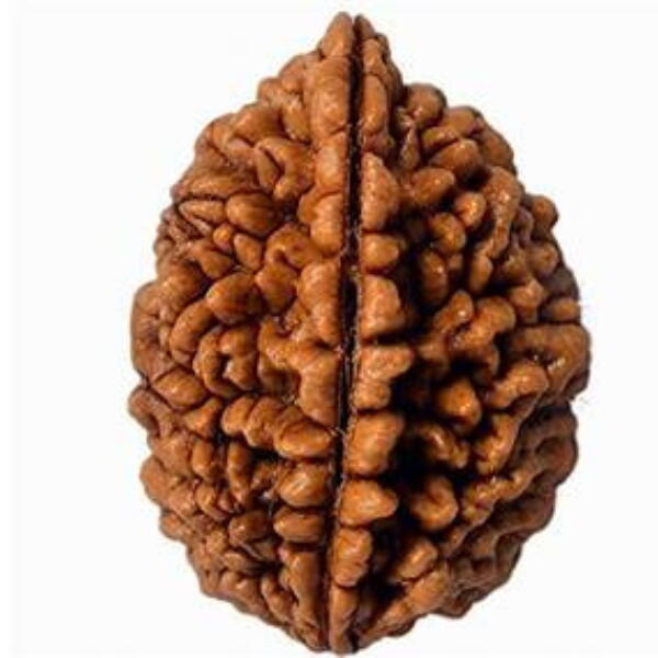 2 Mukhi Rudraksha orginal Nepali