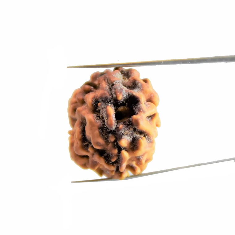 2 Mukhi Rudraksha orginal Nepali
