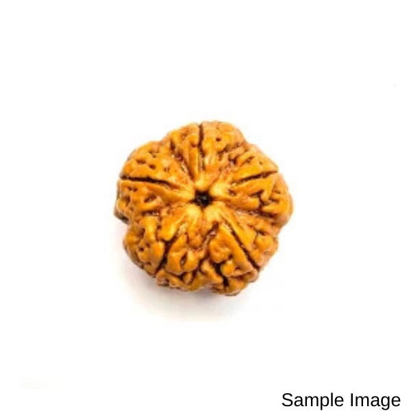 6 Mukhi Rudraksha Nepali