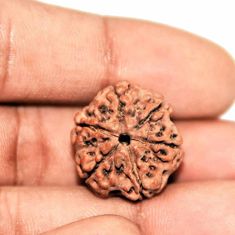 6 Mukhi Rudraksha Nepali
