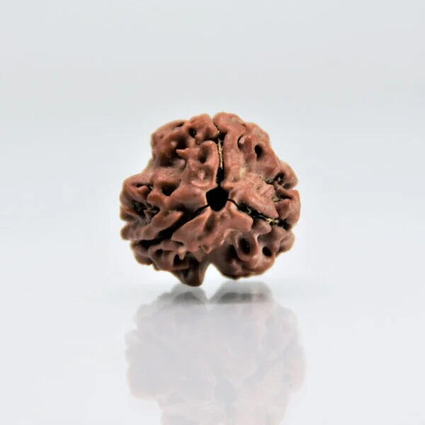 3 Mukhi Rudraksha