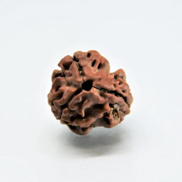 3 Mukhi Rudraksha