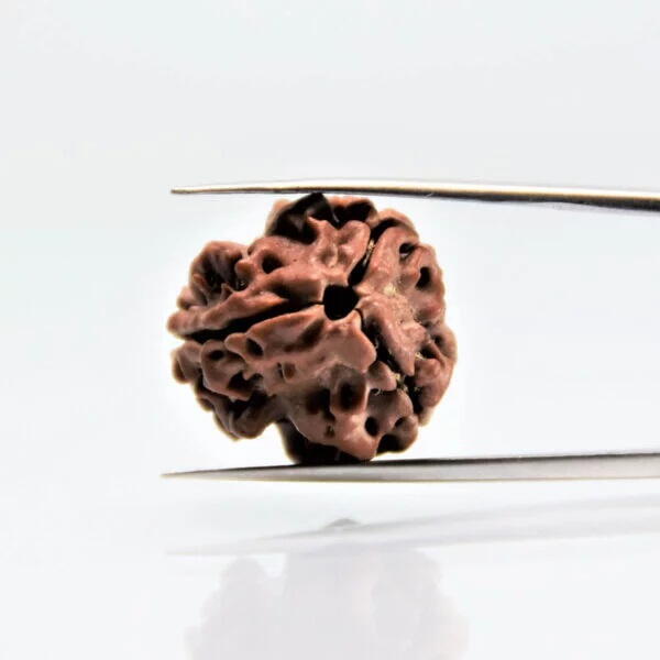 3 Mukhi Rudraksha
