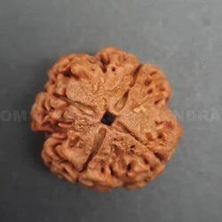 4 Mukhi Nepali Rudraksha