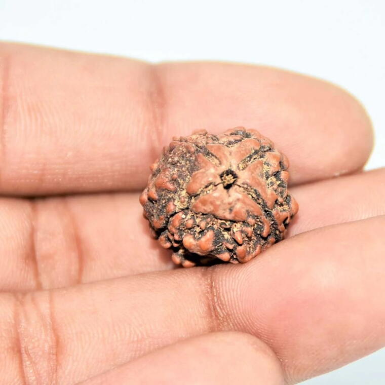 4 Mukhi Nepali Rudraksha