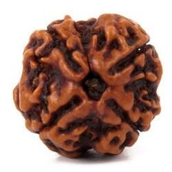 4 Mukhi Nepali Rudraksha