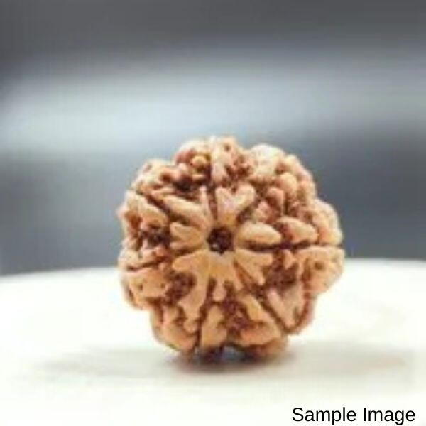 7 Mukhi Rudraksha Nepali
