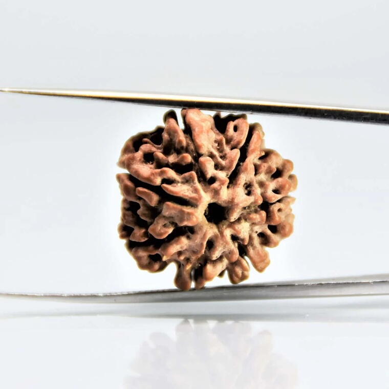 7 Mukhi Rudraksha Nepali